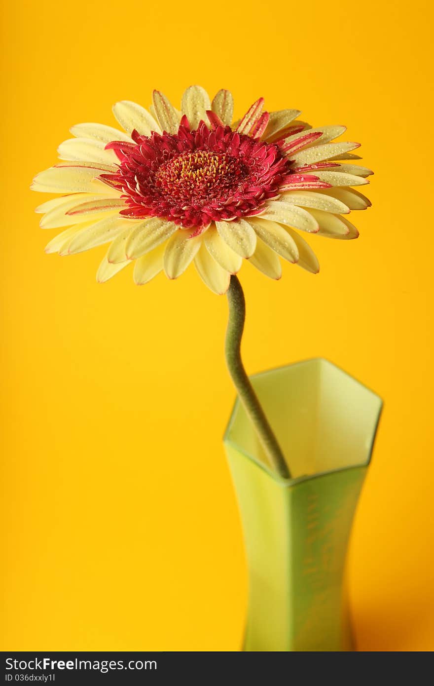 Beautiful yellow gerber in green vase