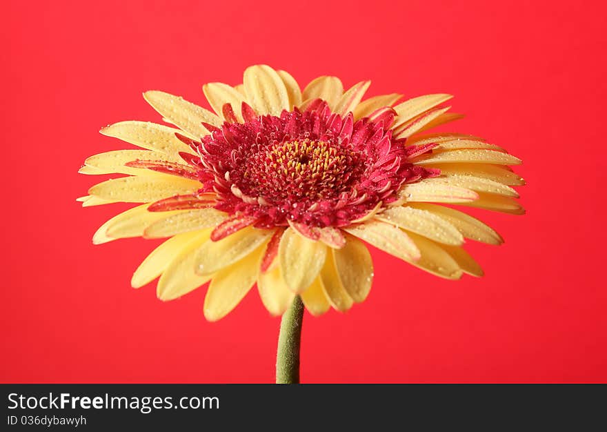 Yellow gerbera on red background. Yellow gerbera on red background