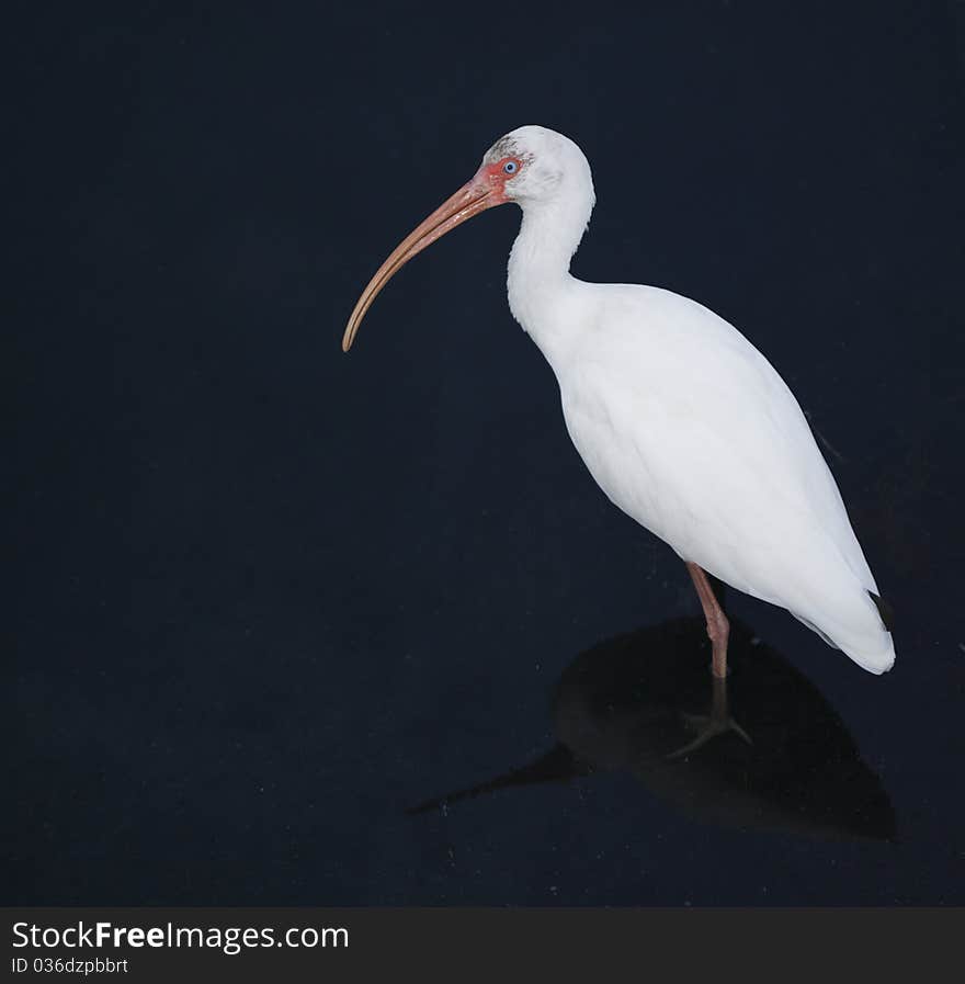 White Faced Ibis