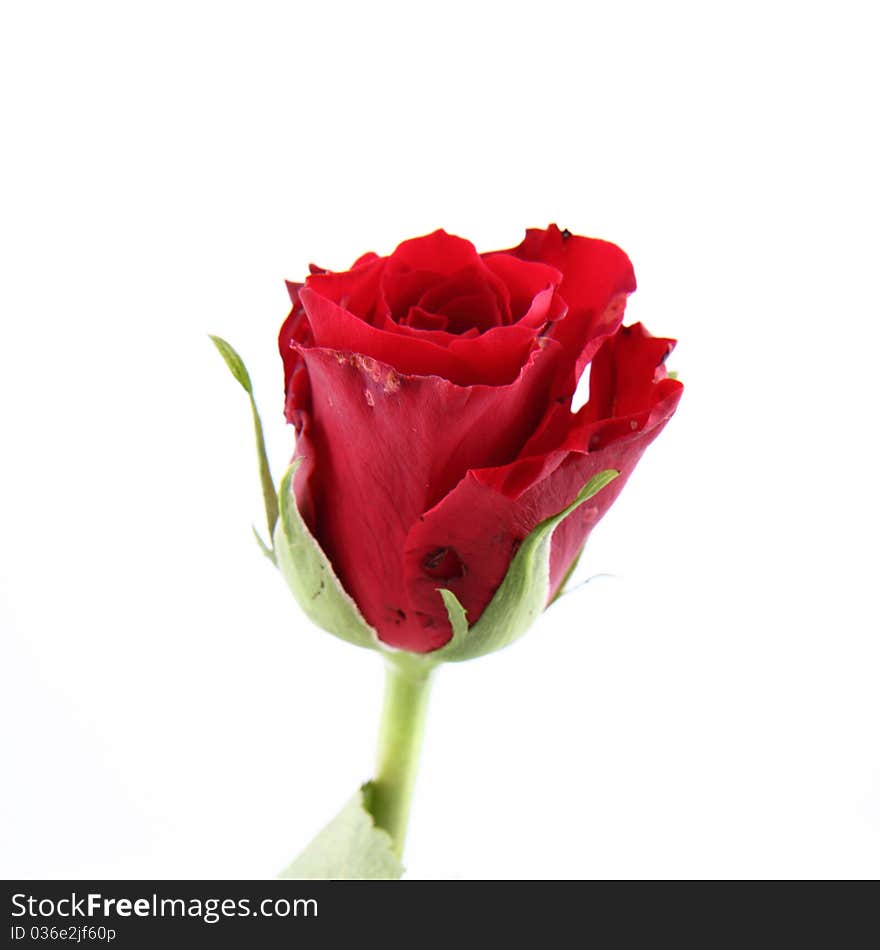 Red rose on white background