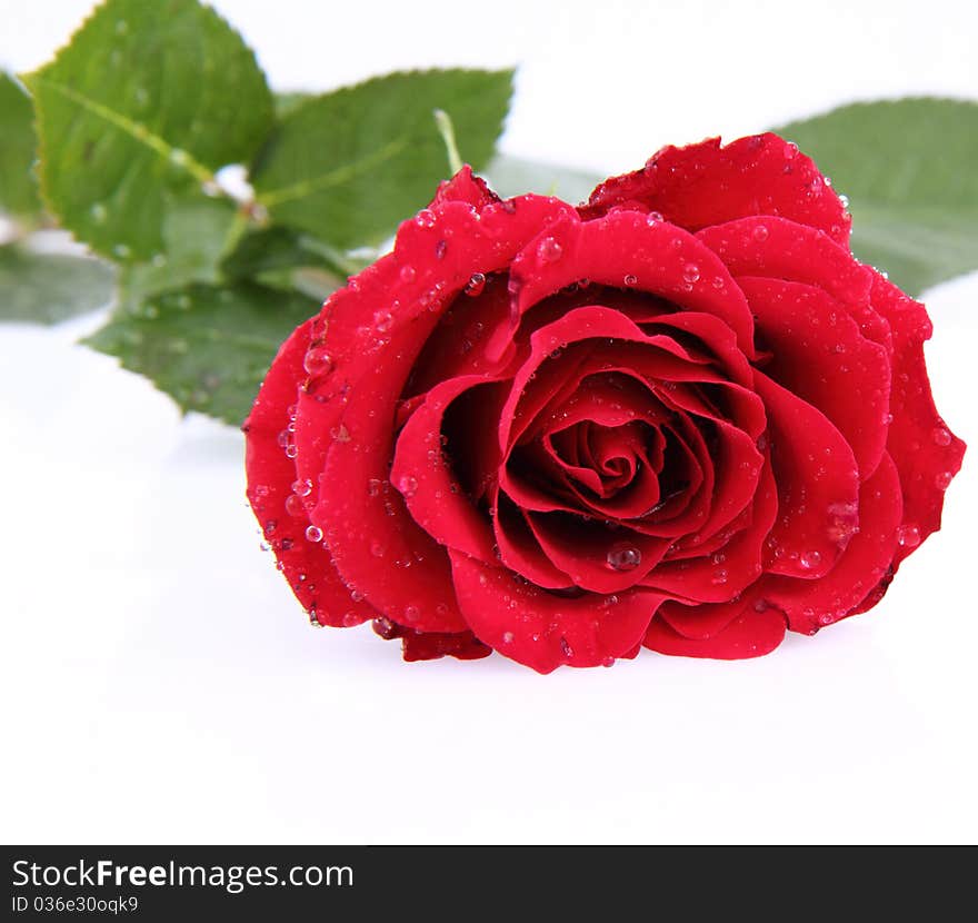 Red rose covered with drops of water on a white background