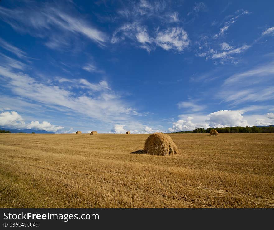 Hay field USA crop agriculture,. Hay field USA crop agriculture,