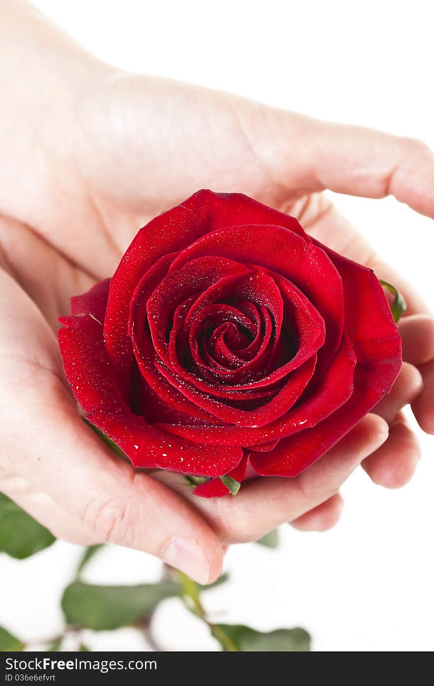 Female hands stretched, red flower. Female hands stretched, red flower