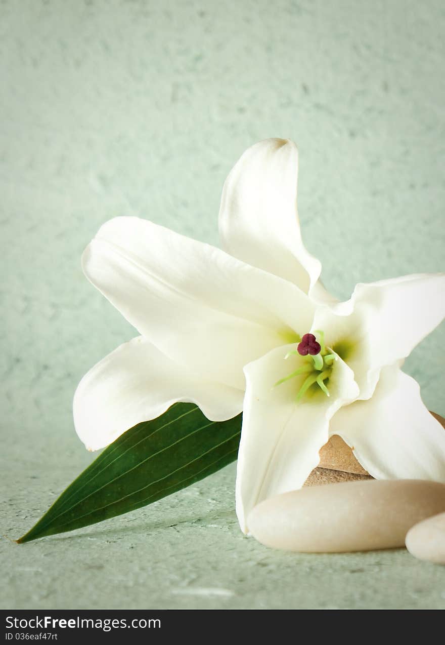 Spa elements with lily and zen stones.