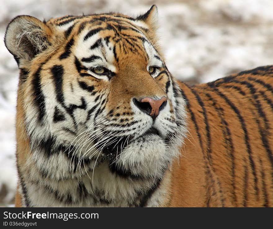 Close-up view of an Siberian tiger. Close-up view of an Siberian tiger