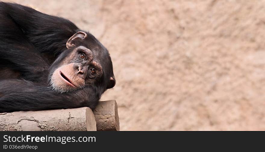 Portrait of a young Chimpanzee with copy space. Portrait of a young Chimpanzee with copy space