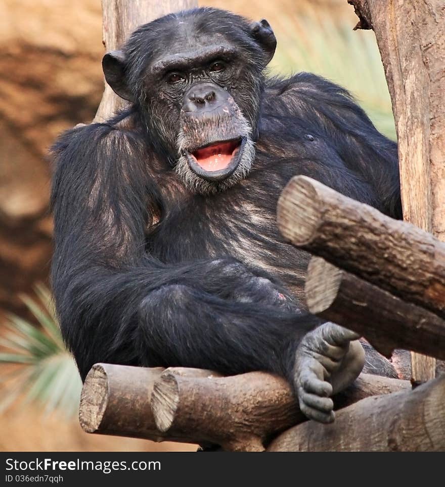 Portrait of an old male Chimpanzee. Portrait of an old male Chimpanzee