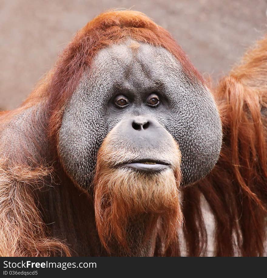 Portrait of an old male Orangutan. Portrait of an old male Orangutan