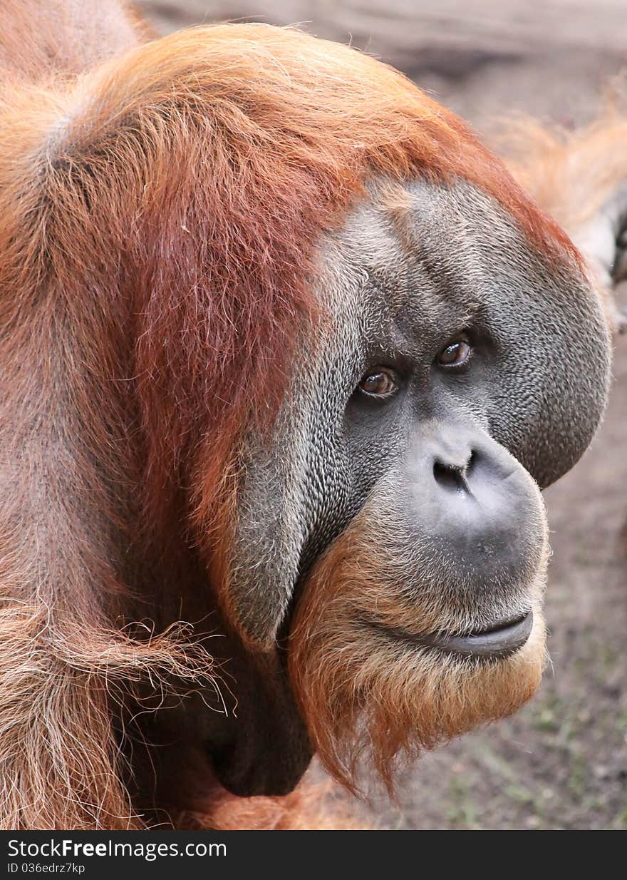 Portrait of an old male Orangutan. Portrait of an old male Orangutan