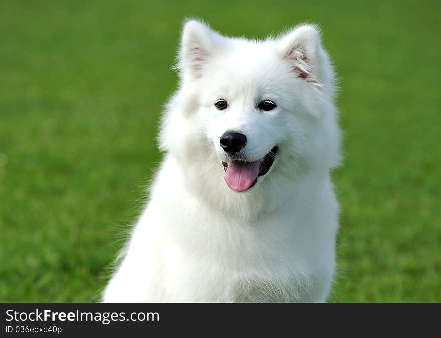 Dog on a green lawn in summer. Dog on a green lawn in summer