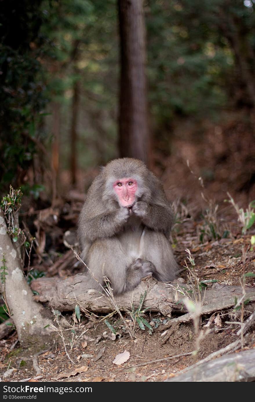 A monkey in a Japanese autumn forest