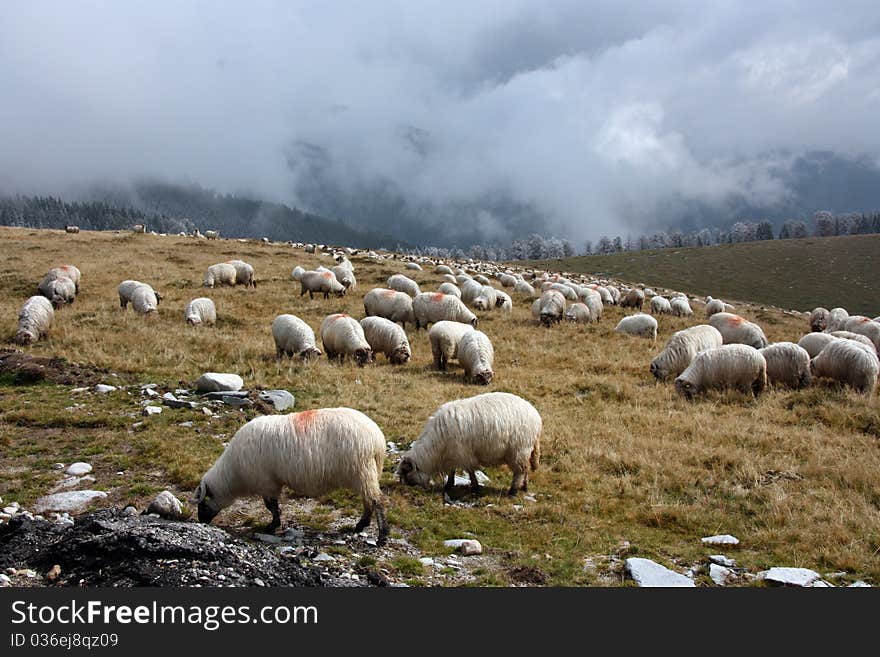 Mountain landscape with sheep and clouds