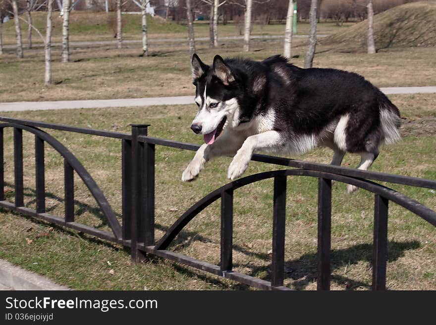 A jumping black and white husky in the park. A jumping black and white husky in the park