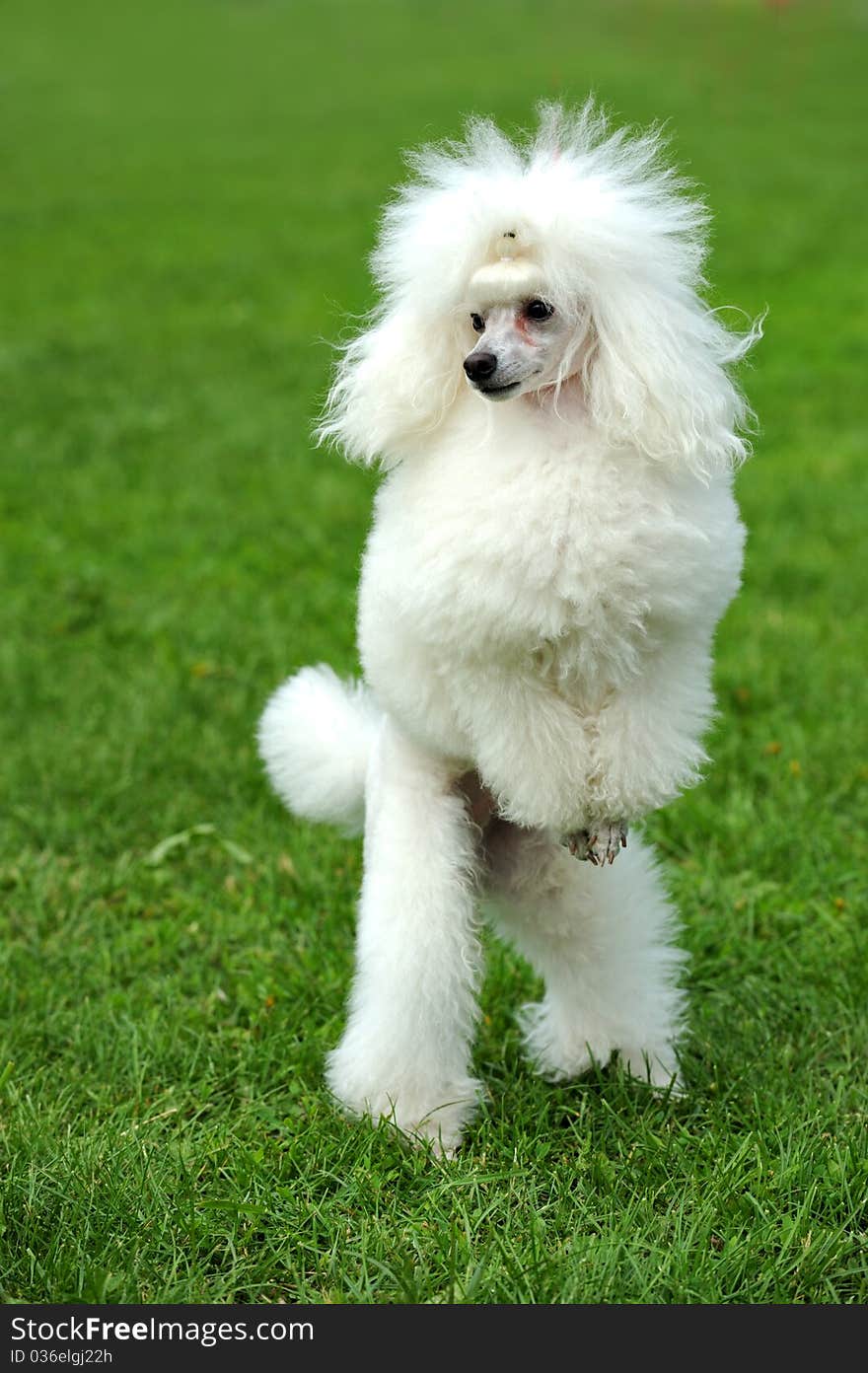 Portrait of dog on a green background