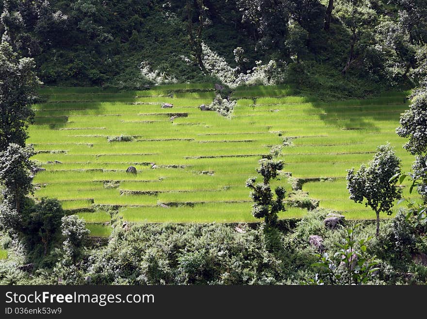 Rice fields in high mountains of Nepal