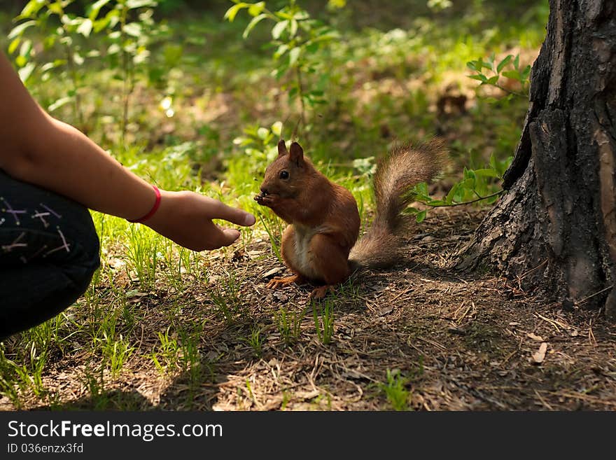 Girl feed squirrel on park near tree. . Girl feed squirrel on park near tree.