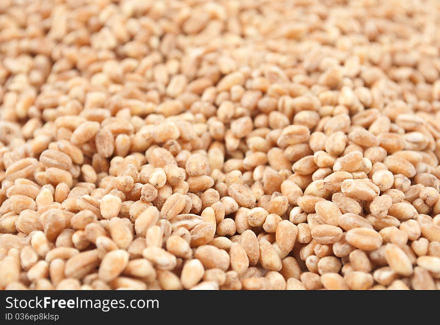 Wheat grain close up background texture