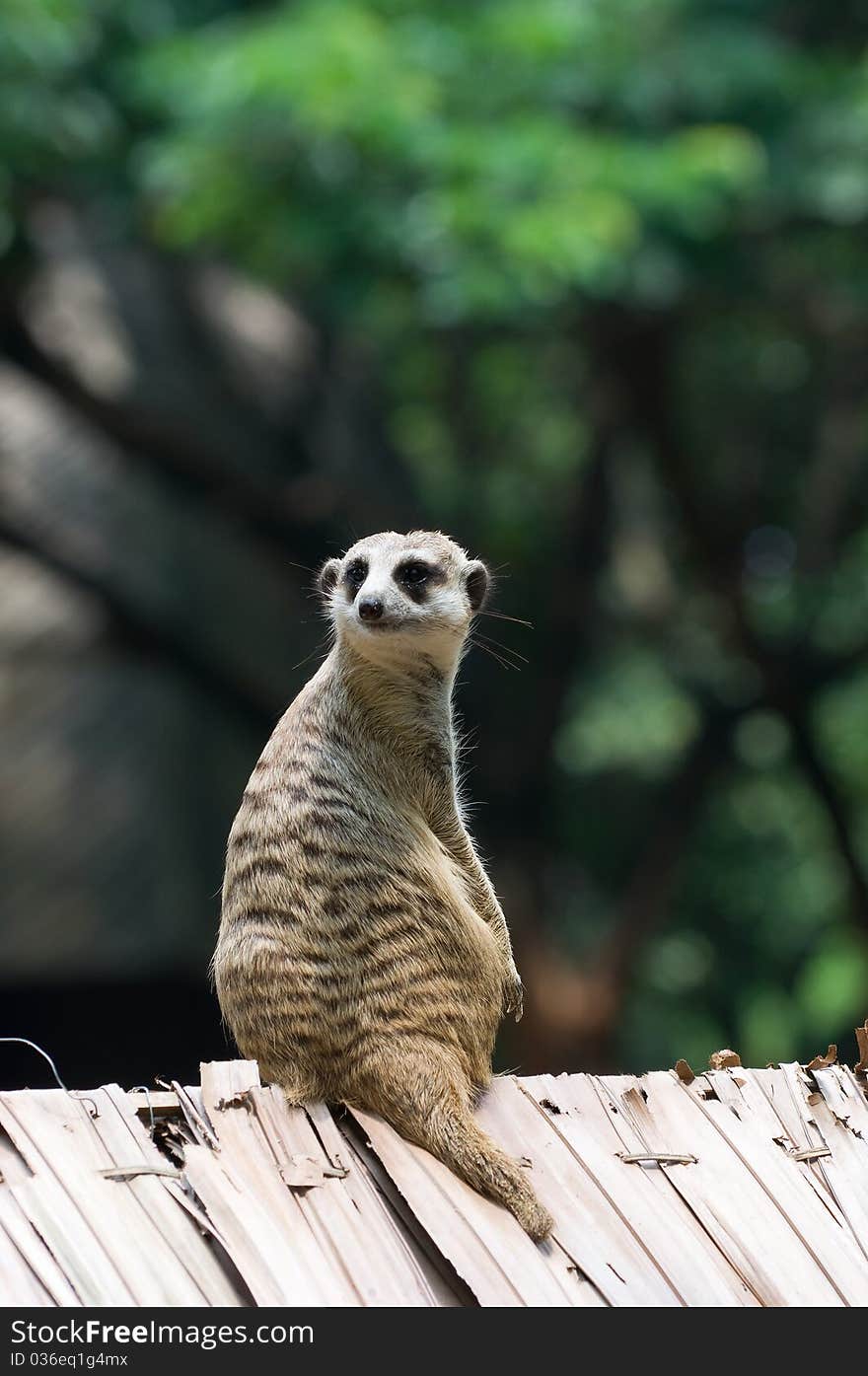 Meerkat is sitting and turn around looking something