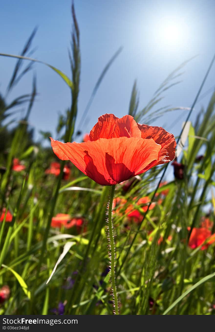 Poppy field background with sunlight