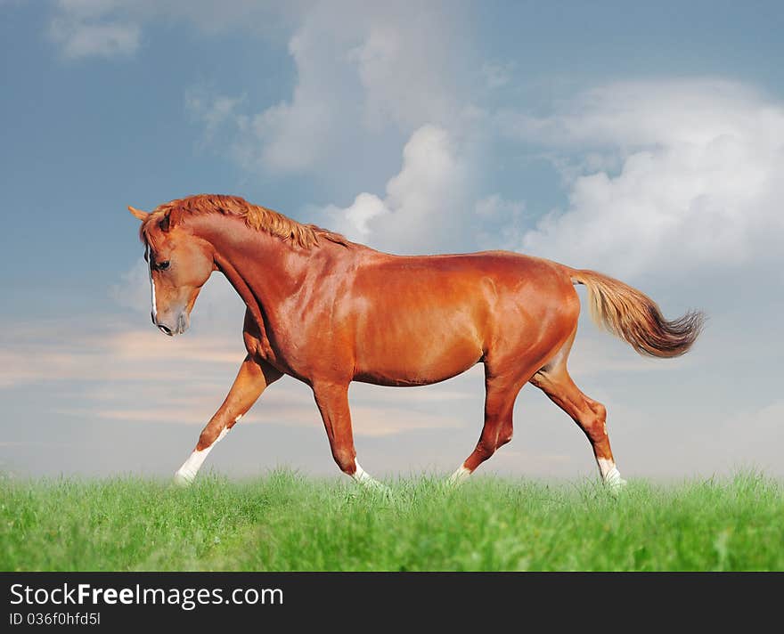 Chestnut horse free