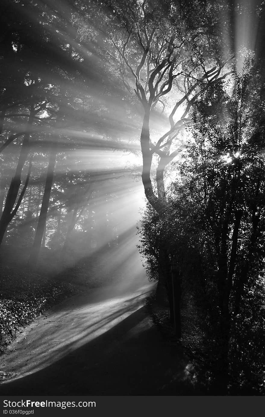 Sunrays in Tree