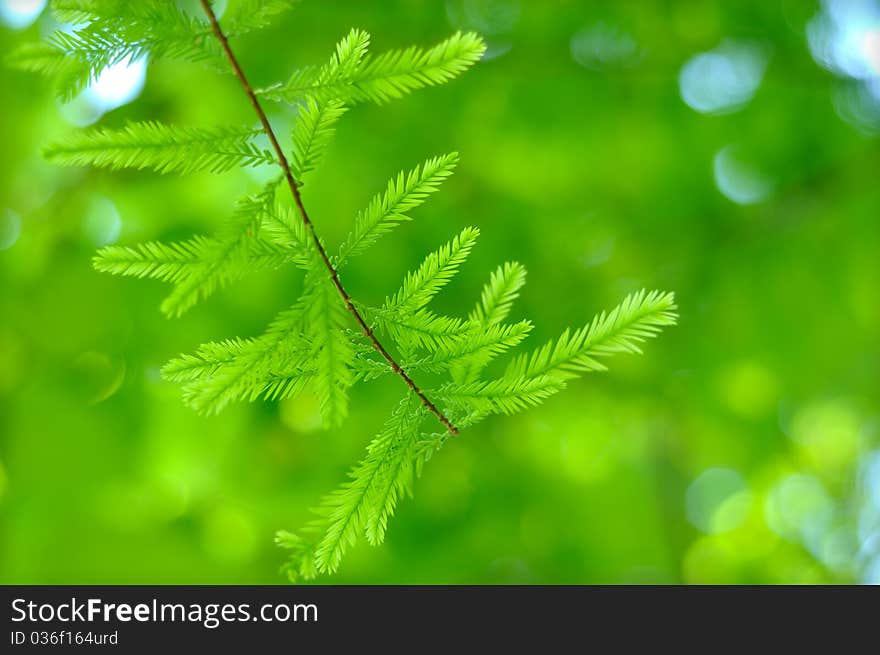 Pine branch background