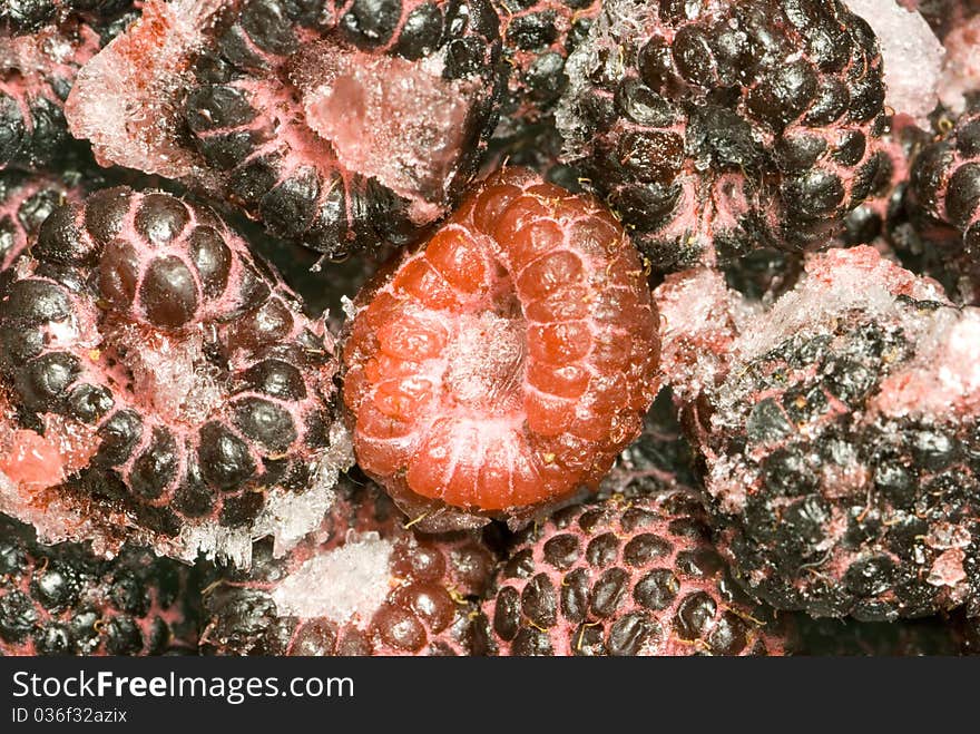 The frozen raspberry and bilberry. Fruit are covered with ice and a snow.