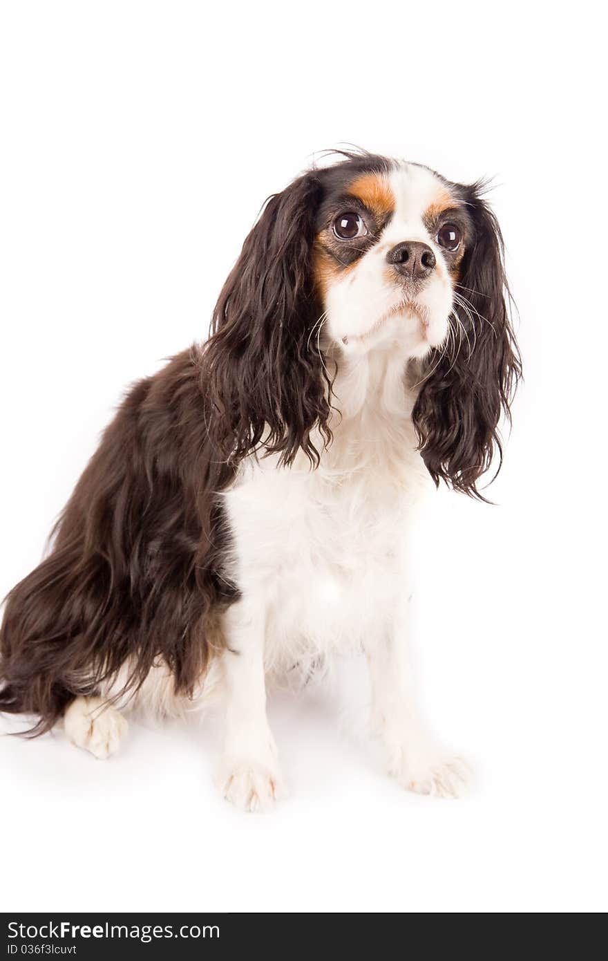 Photo of a cavalier king charles spaniel dog on white isolated background. Photo of a cavalier king charles spaniel dog on white isolated background