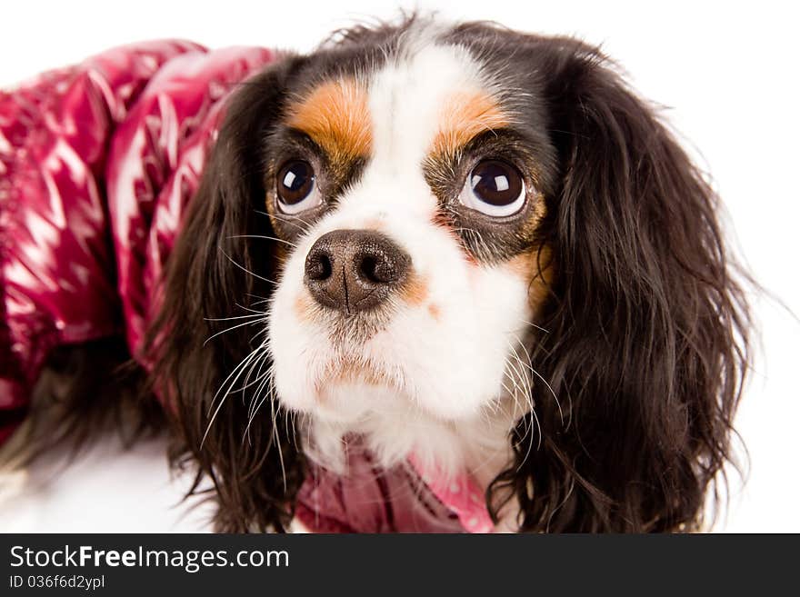 Cavalier King Charles Spaniel - Dog