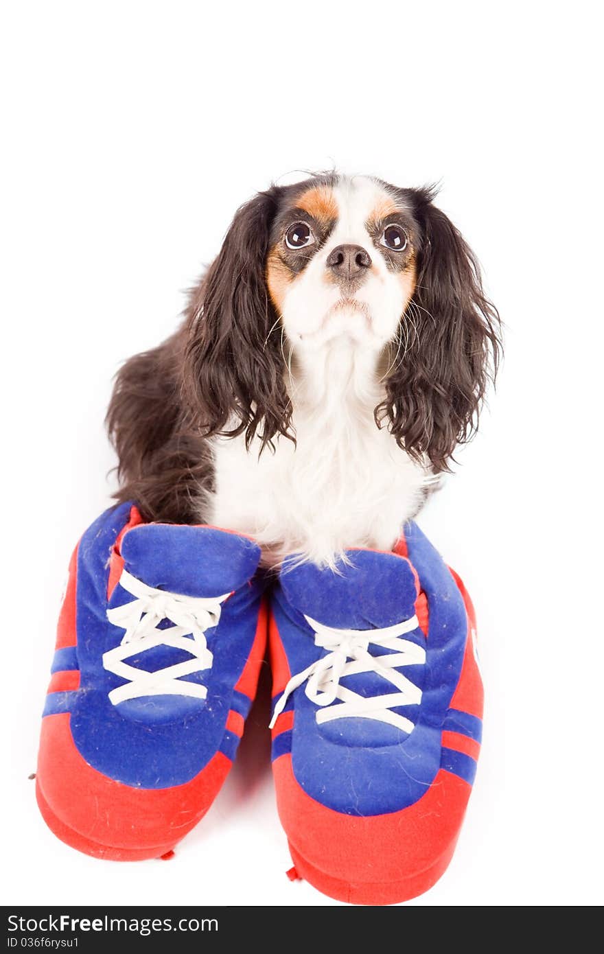 Photo of a cavalier king charles spaniel dog on white isolated background. Photo of a cavalier king charles spaniel dog on white isolated background