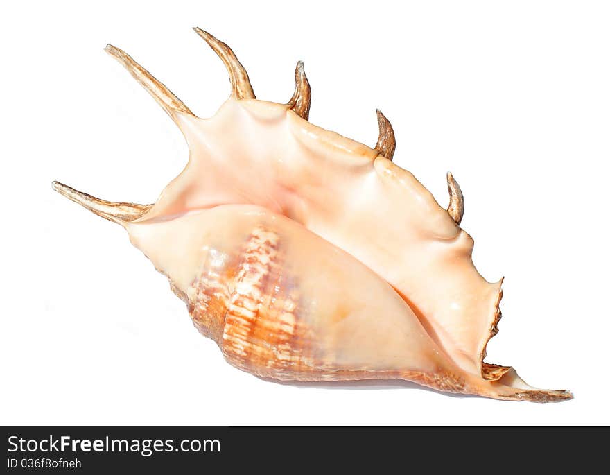 Pilsbry's Spider Conch isolated; shadow is transparent
