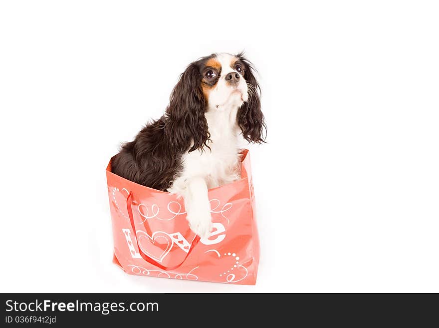 Photo of a cavalier king charles spaniel dog on white isolated background. Photo of a cavalier king charles spaniel dog on white isolated background