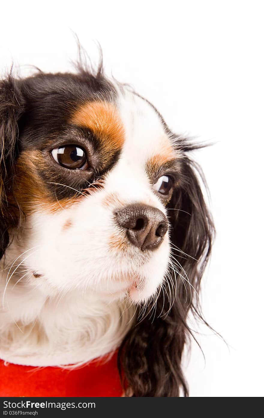 Photo of a cavalier king charles spaniel dog on white isolated background. Photo of a cavalier king charles spaniel dog on white isolated background