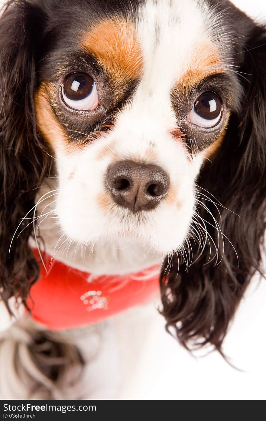 Photo of a cavalier king charles spaniel dog on white isolated background. Photo of a cavalier king charles spaniel dog on white isolated background