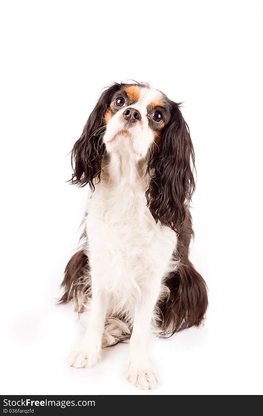 Photo of a cavalier king charles spaniel dog on white isolated background. Photo of a cavalier king charles spaniel dog on white isolated background