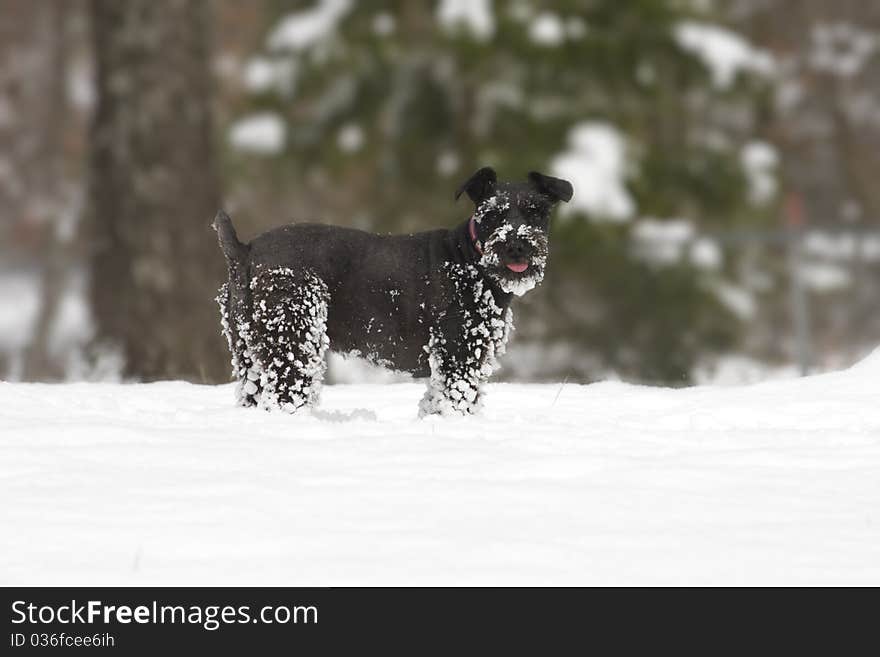 Snow Covered Schnauzer Dog