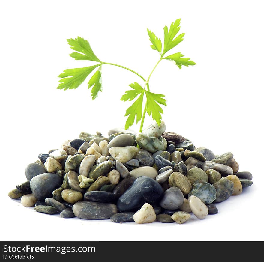 Parsley And Stones On White Background