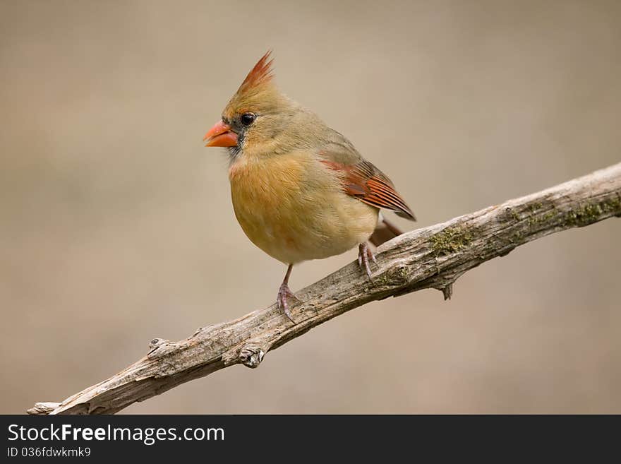 Female Cardinal On Tree Limb