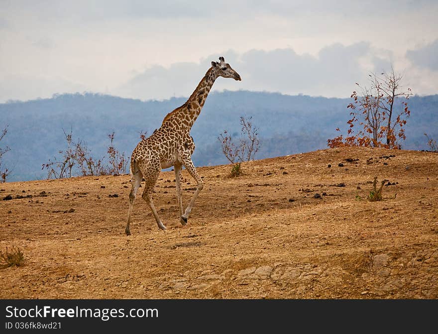 Giraffe