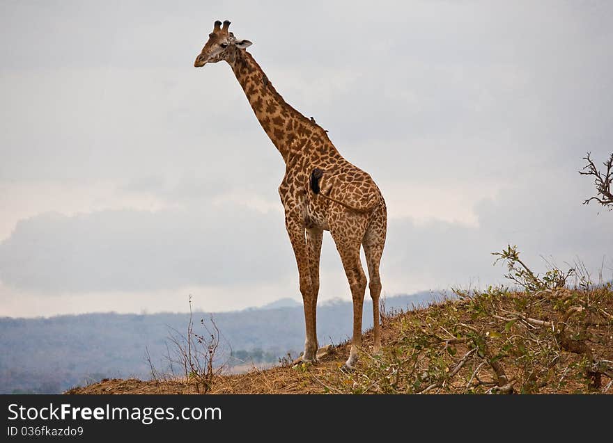 Giraffe