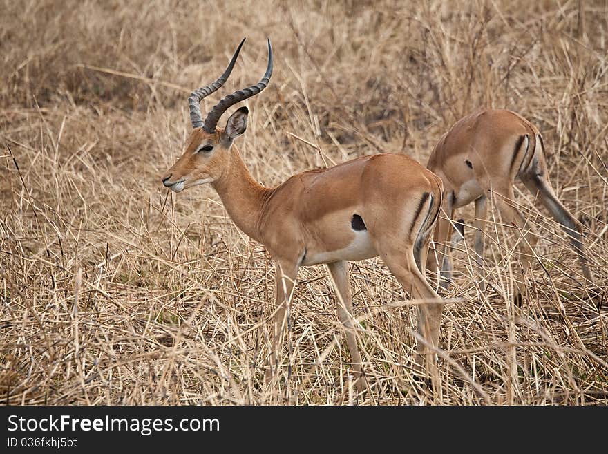 Impala