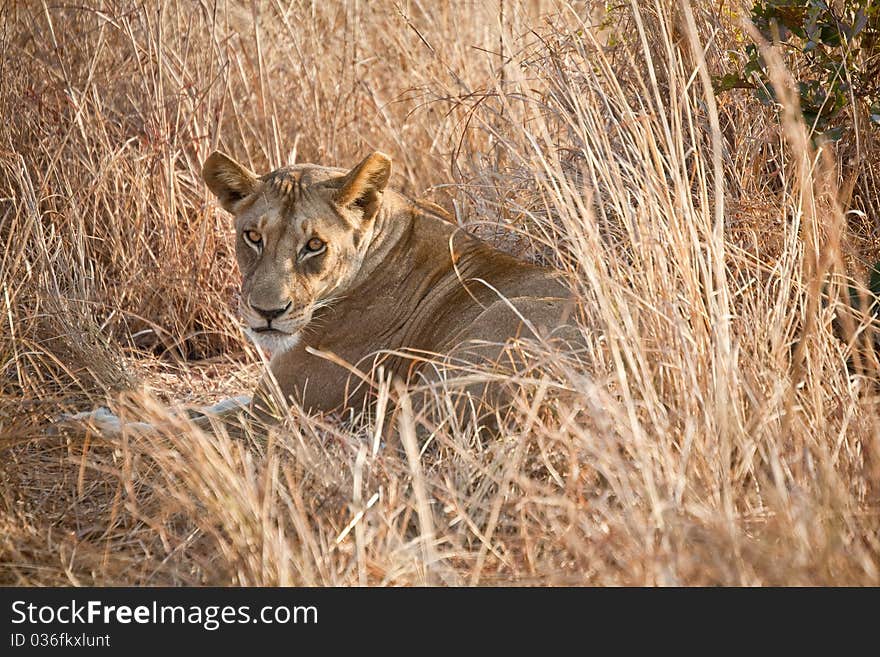 Lioness