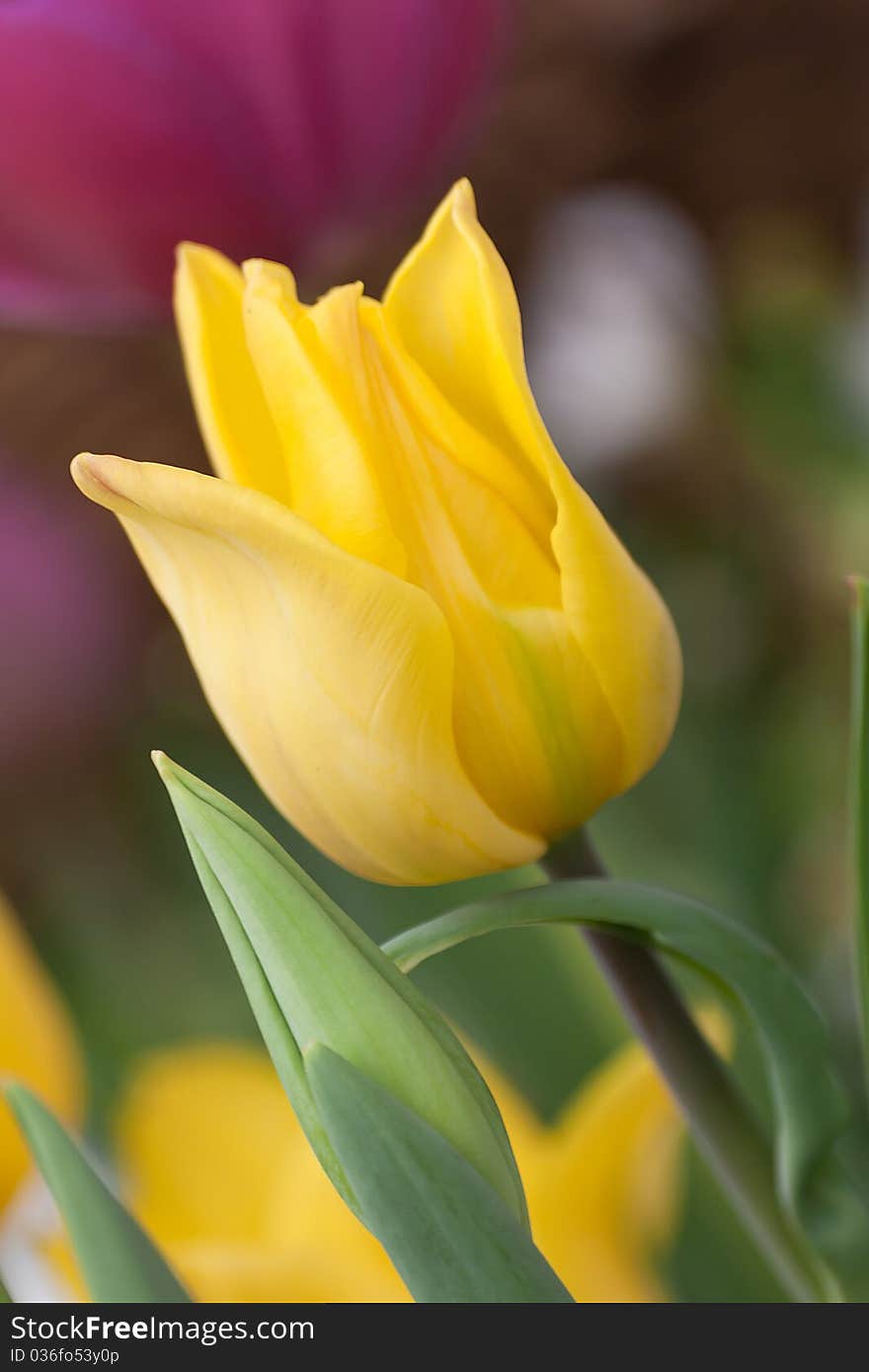 Yellow Tulip