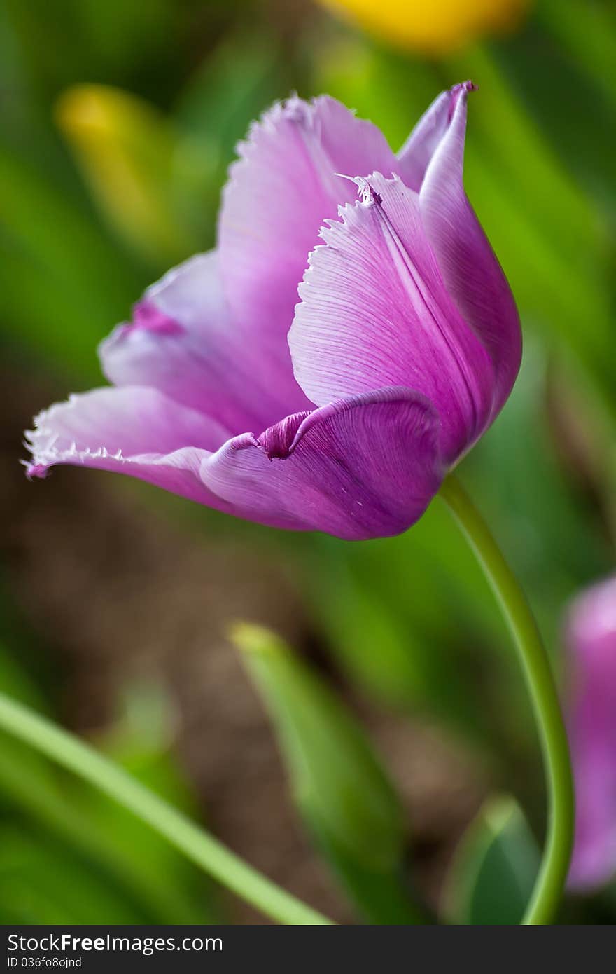 Violet tulip