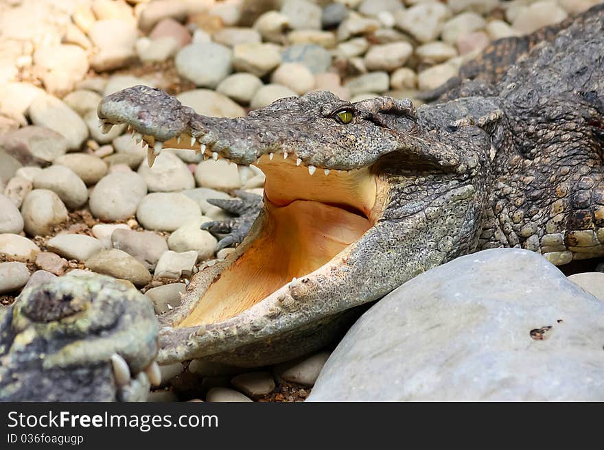 Crocodile on rock near river