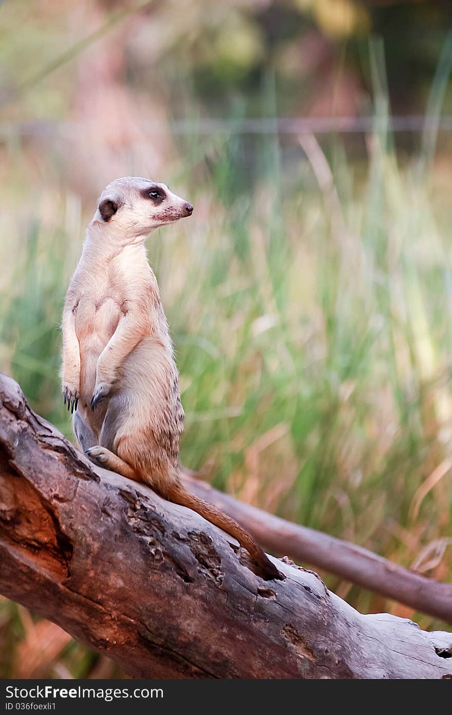 Meerkat