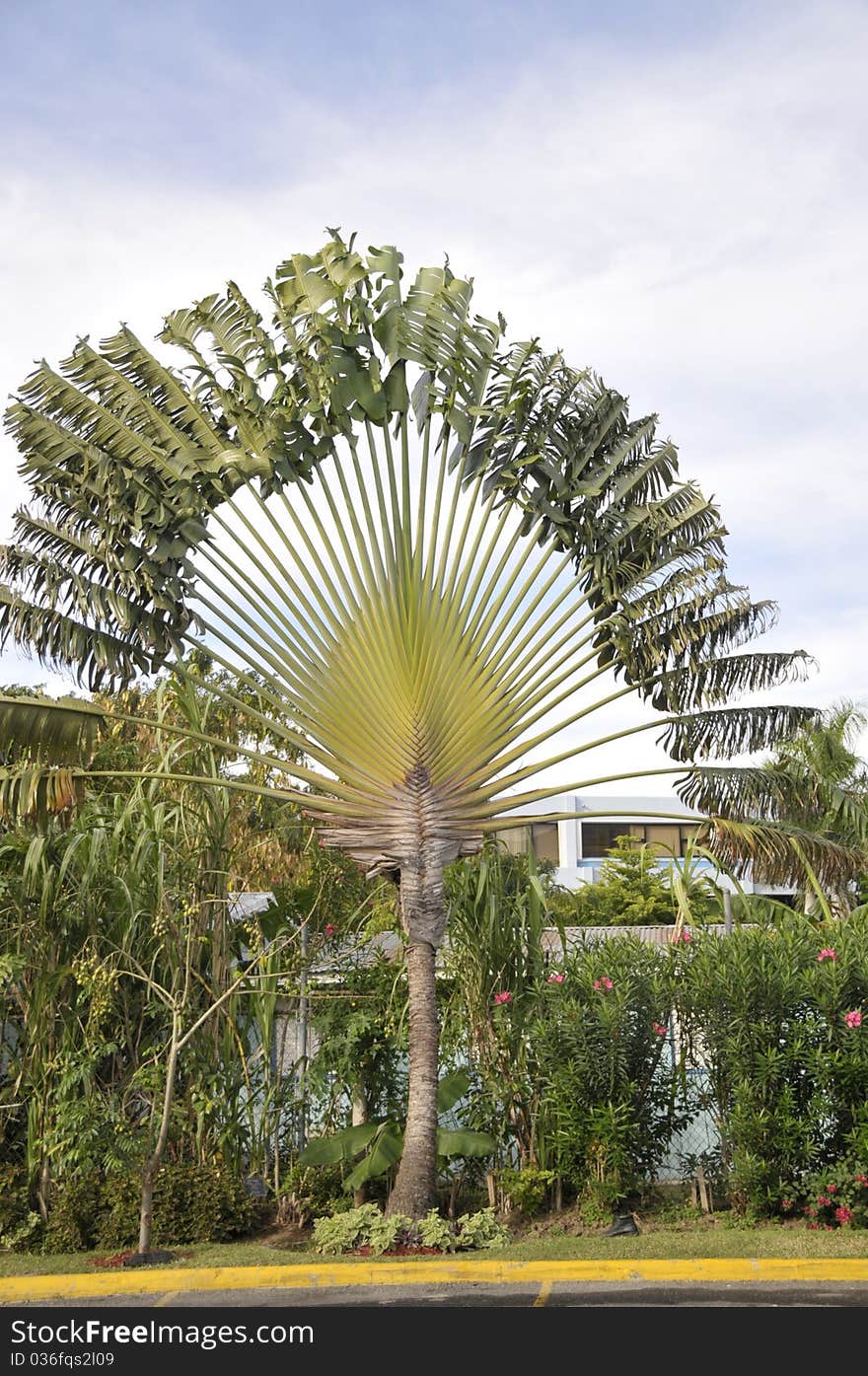 A fully open leaf palm tree in the tropical sun with cloudy sky in back ground. A fully open leaf palm tree in the tropical sun with cloudy sky in back ground