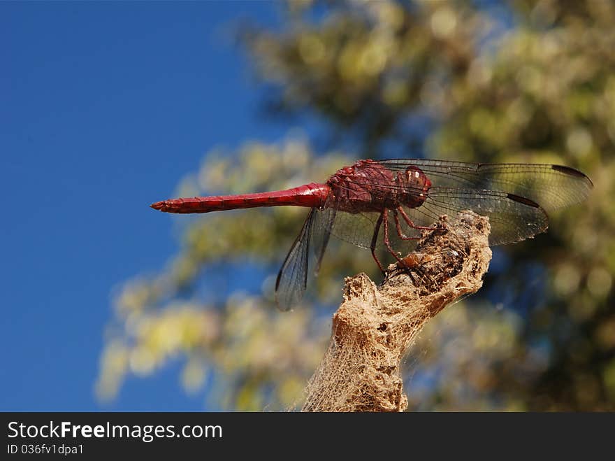 Red dragonfly sitting on a branch tree in the background