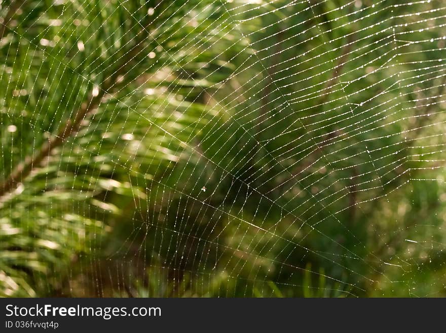 Spiderweb in dewdrops on green forest background