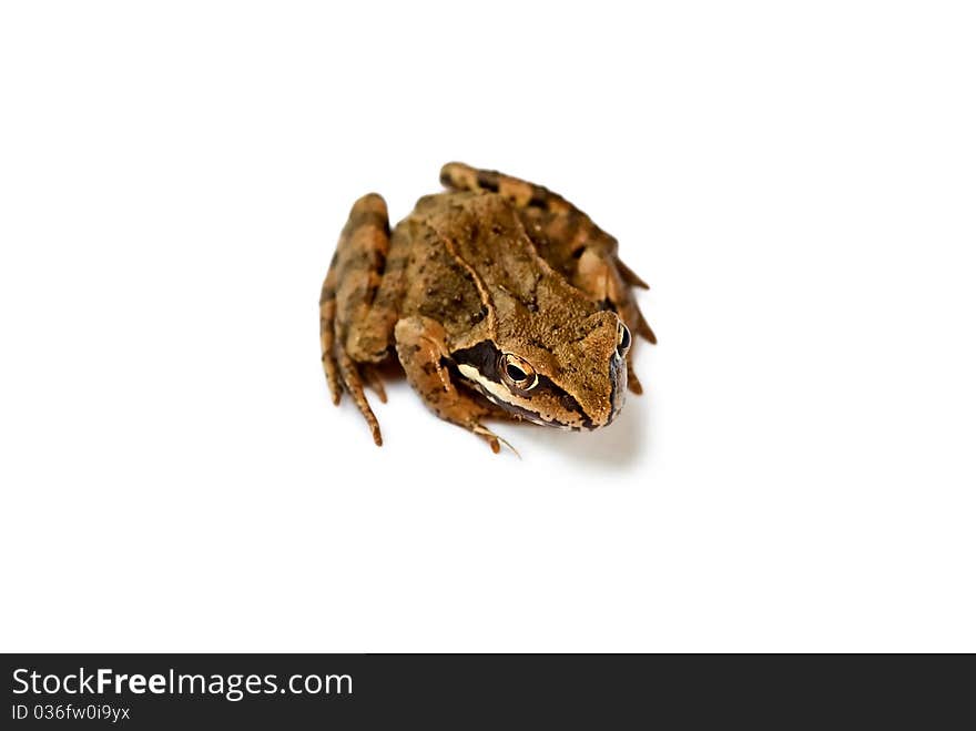 Brown frog (Rana temporaria) isolated on white